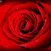 Birthday Rose by lynnz