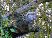 12th Feb 2014 - Spot the squirrel.....