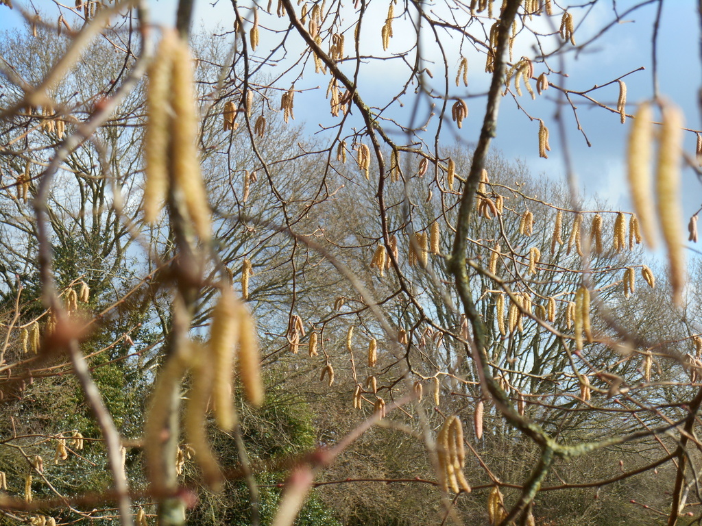 Catkins blowing in the wind.... by snowy