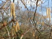 13th Feb 2014 - Catkins blowing in the wind....