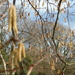 Catkins blowing in the wind.... by snowy