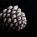 Pine Cone by vignouse