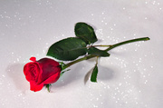 14th Feb 2014 - The Rose