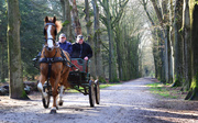 15th Feb 2014 - horse and carriage