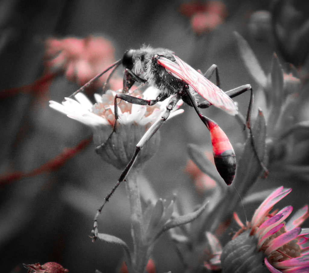Wasp by flyrobin