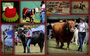 15th Feb 2014 - Franklin Agricultural and Pastoral Show