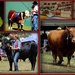Franklin Agricultural and Pastoral Show by dide