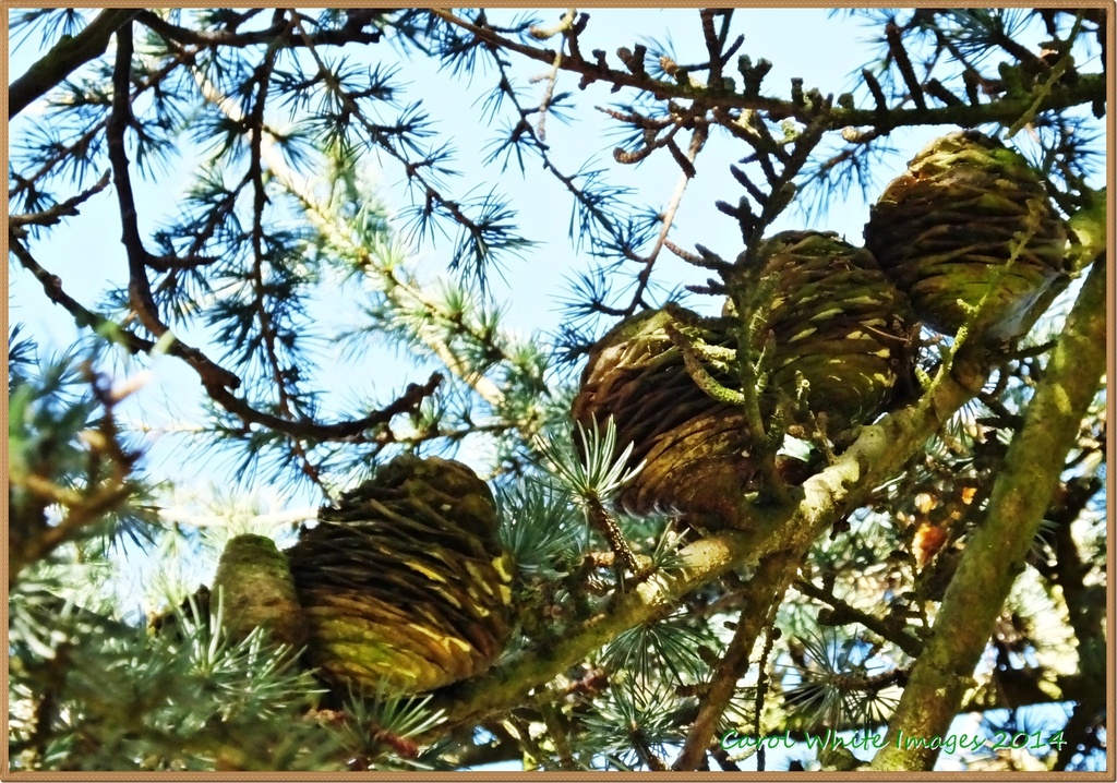 Pine Cones by carolmw