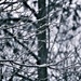 Ice storm branches by soboy5