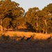 Kangaroos at sunset by gosia