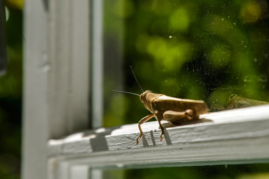 Grasshopper by jeneurell