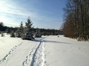1st Feb 2014 - Trail on Trail