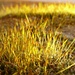 Sunlight in the moss... by gabis
