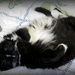 Soft furry kitty dreaming of spring by mittens