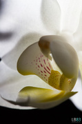 15th Feb 2014 - White Orchid 