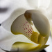 White Orchid  by leonbuys83