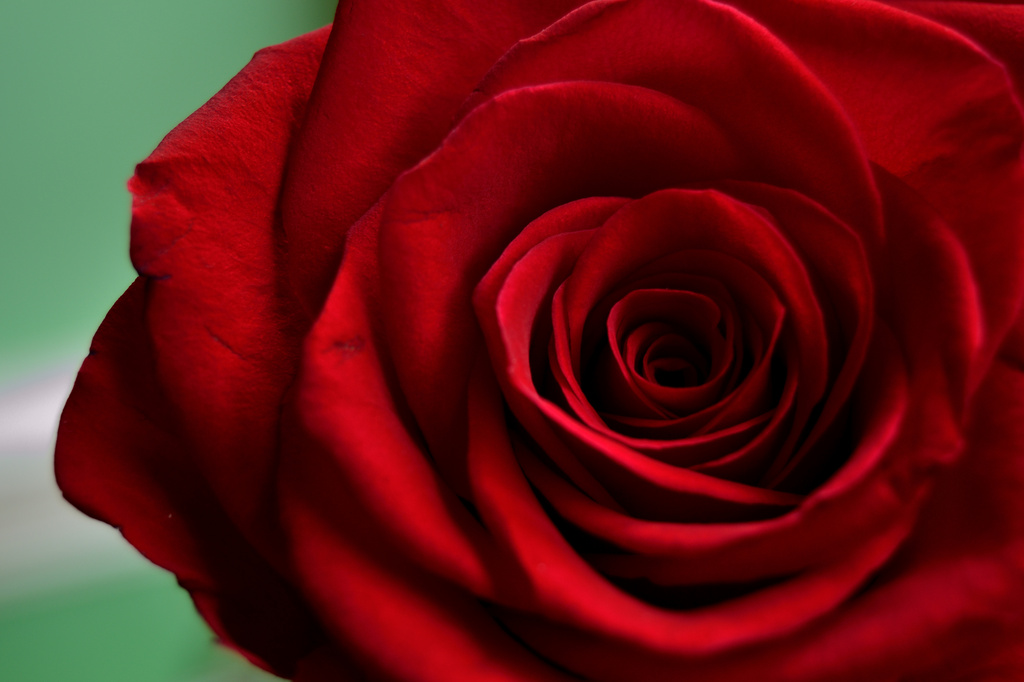 Red rose by richardcreese