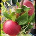 Apple 'Primo' by kiwiflora