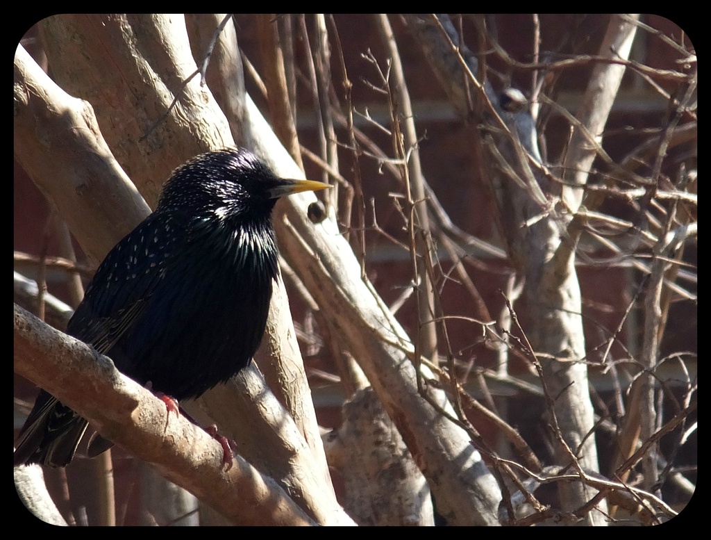 Hi, Hi, Black Bird by linnypinny
