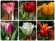 15th Feb 2014 - Too late tulips