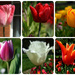 Too late tulips by boxplayer