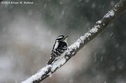 15th Feb 2014 - Female Downy Woodpecker