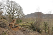 13th Feb 2014 - Felled by the storm