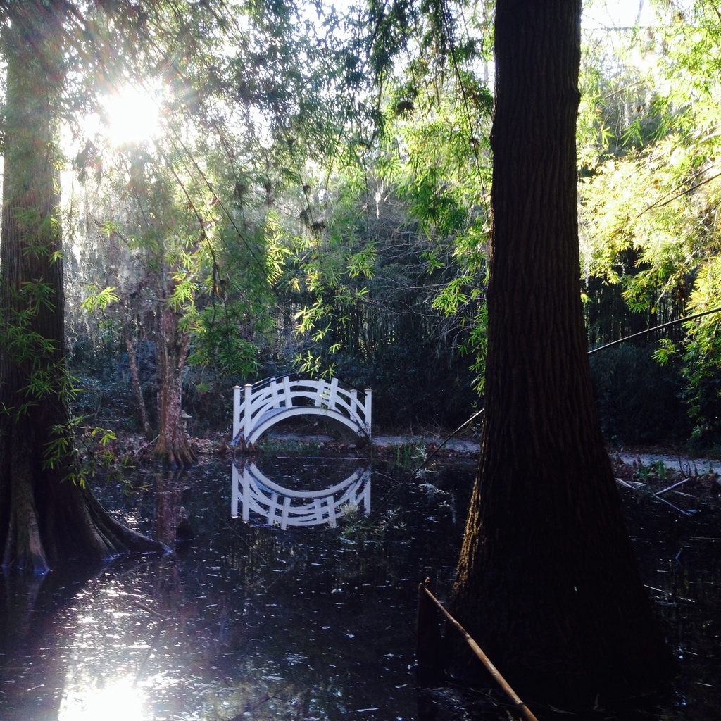 View from where I'm sitting now on a Saturday afternoon at Magnolia Garden by congaree