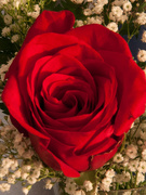 15th Feb 2014 - A rose
