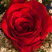 A rose by joansmor