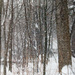 Frozen Forest by mzzhope