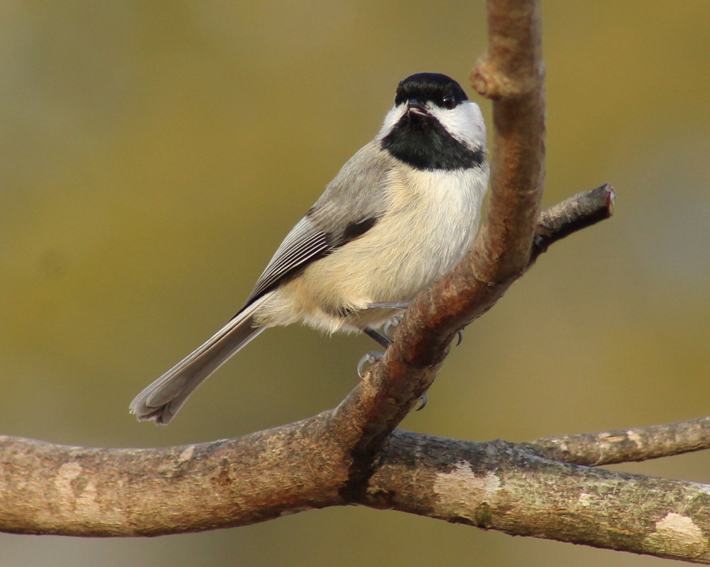 Chickadee Song by cjwhite
