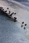 15th Feb 2014 - Birds on Ice