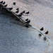 Birds on Ice by pdulis