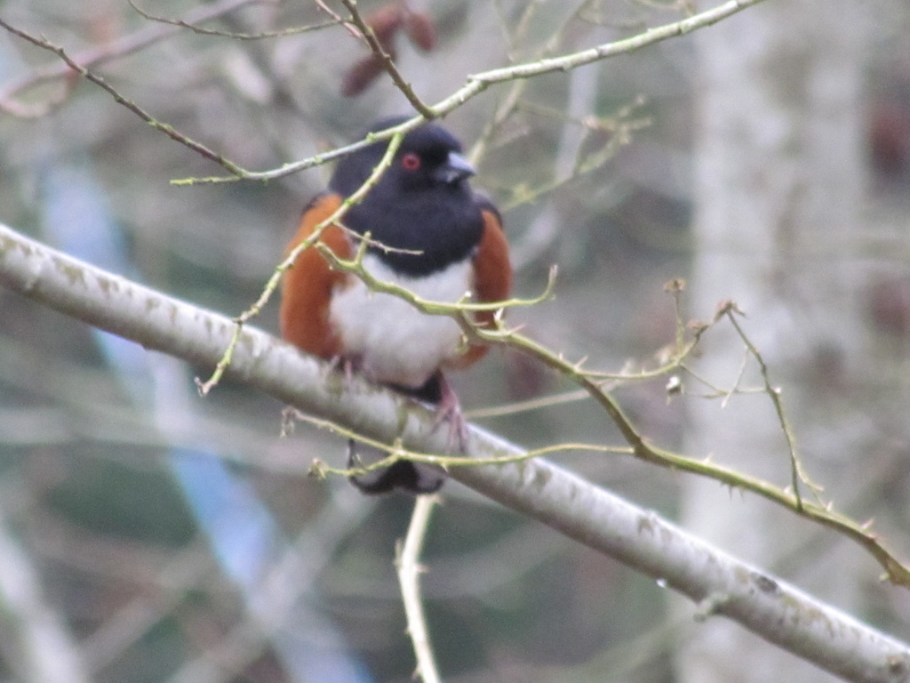 Spotted Towhee by kathyo