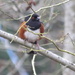 Spotted Towhee by kathyo