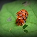Busy Beetles by leestevo