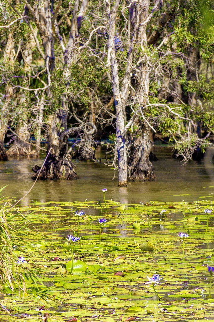 melaleuca wetlands by corymbia