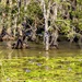 melaleuca wetlands by corymbia