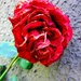 Umorna ruža by vesna0210