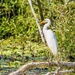 Egret by corymbia