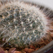 Cactus- macro by gosia