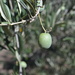 Olive by gigiflower