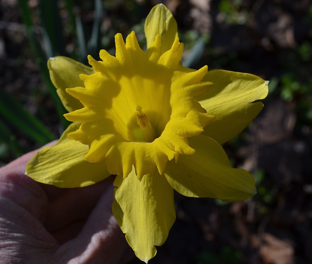 Beautiful daffodils could be found all around Magnolia Gardens yesterday by congaree