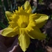 Beautiful daffodils could be found all around Magnolia Gardens yesterday by congaree