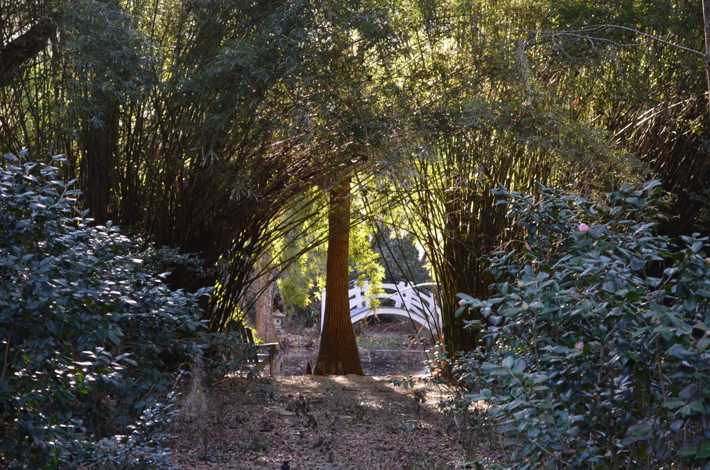 Bamboo and bridge, Magnolia Gardens, Charleston, SC by congaree