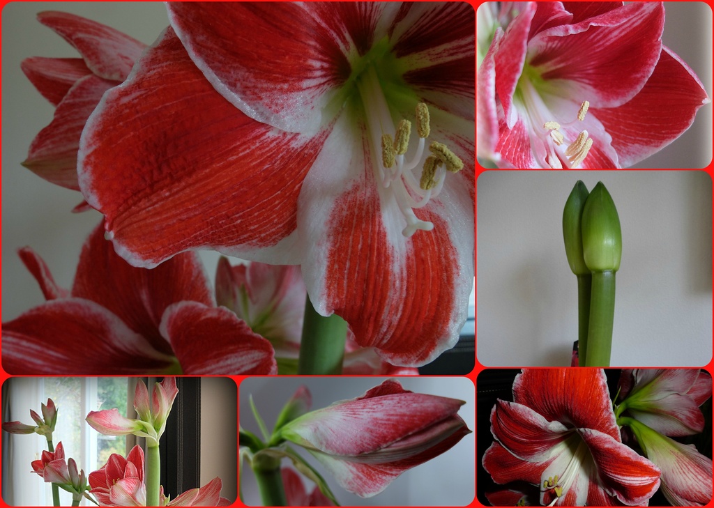 30 days in the life of an amaryllis bulb by quietpurplehaze