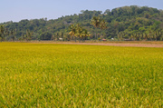 15th Feb 2014 - Rice Paddy, Kuala Muda, Kedah
