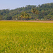 Rice Paddy, Kuala Muda, Kedah by ianjb21