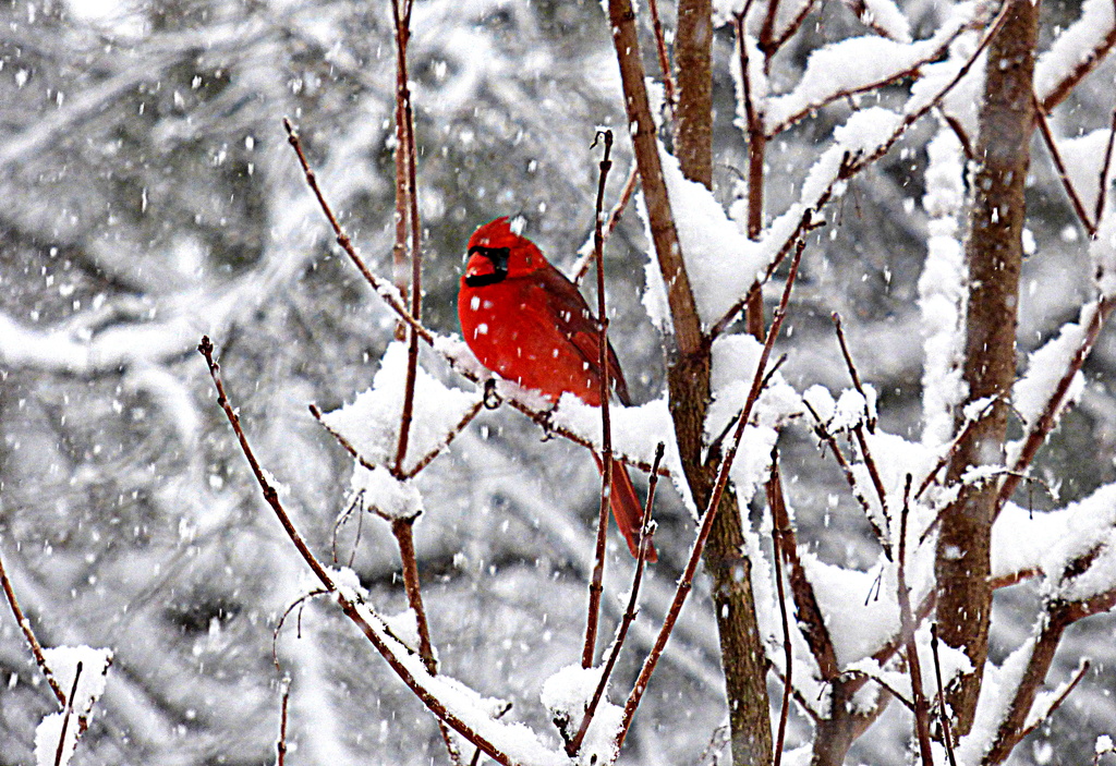 Cardinal in Snow Shot by peggysirk